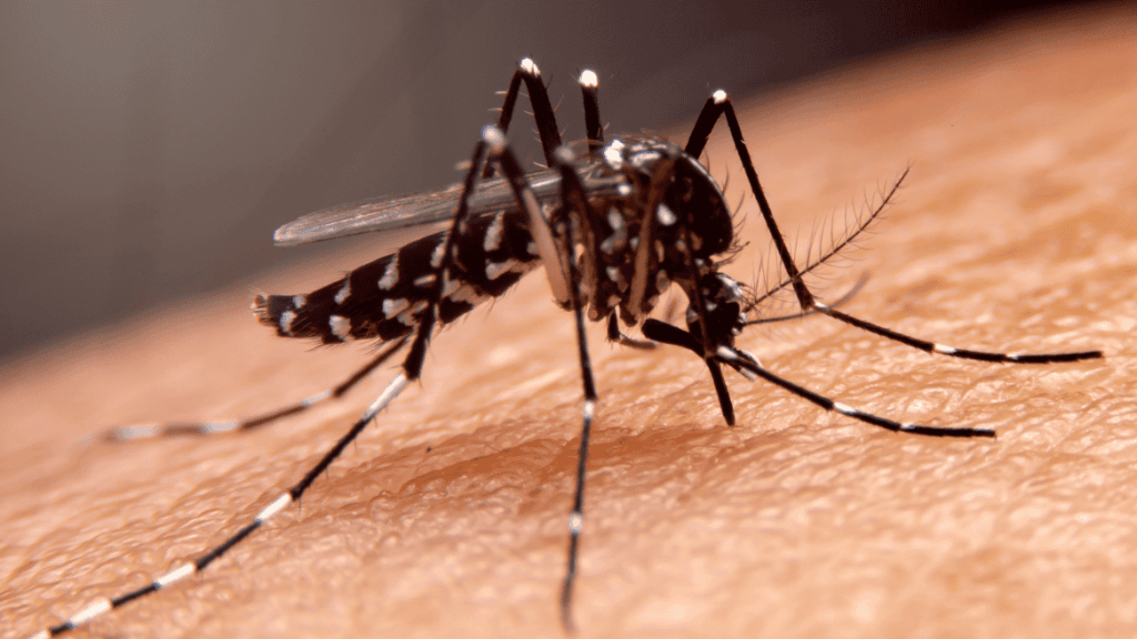 How to Prevent Malaria - Tips Before, During & After Travel